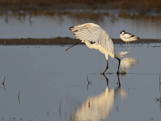 salzwiese-am_campener-leuchtturm_2_gent_nlpv-nlpv