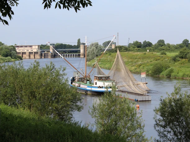 Drakenburg Aalschokker Ein historischer Aalschokker auf der Weser bei Drakenburg, umrahmt von grüner Uferlandschaft.