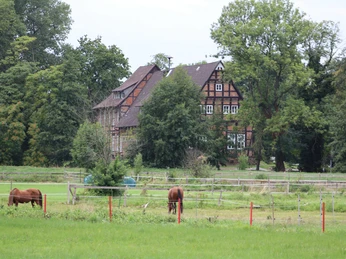 Amtshof Steyerberg von hinten Historisches Fachwerkgebäude des Amtshofs Steyerberg, umgeben von grünen Wiesen mit grasenden Pferden.