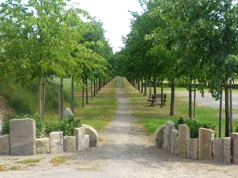 Jahrtausendallee Baumpark Thedinghausen Eine Allee gesäumt von jungen Bäumen führt in die Ferne, mit historischen Steinen an ihrem Beginn.