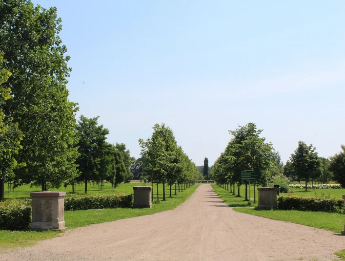 Baumpark Thedinghausen Ein weitläufiger, von Bäumen gesäumter Parkweg führt durch eine grüne Parklandschaft unter blauem Himmel.