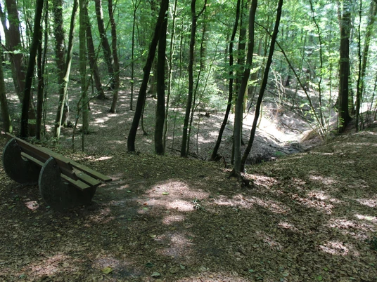 Verschlungener Waldweg mit bankähnlicher Sitzgelegenheit, umgeben von Bäumen und Lichtspiel im Sommer.