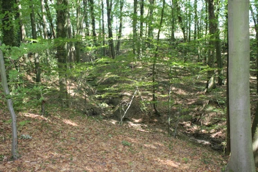 Lichtdurchfluteter Wald mit üppigem Laubboden in der Binner Schlucht, lädt zum Entdecken ein.