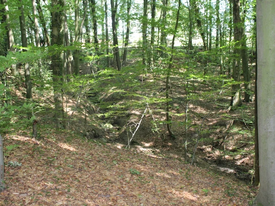 Lichtdurchfluteter Wald mit üppigem Laubboden in der Binner Schlucht, lädt zum Entdecken ein.