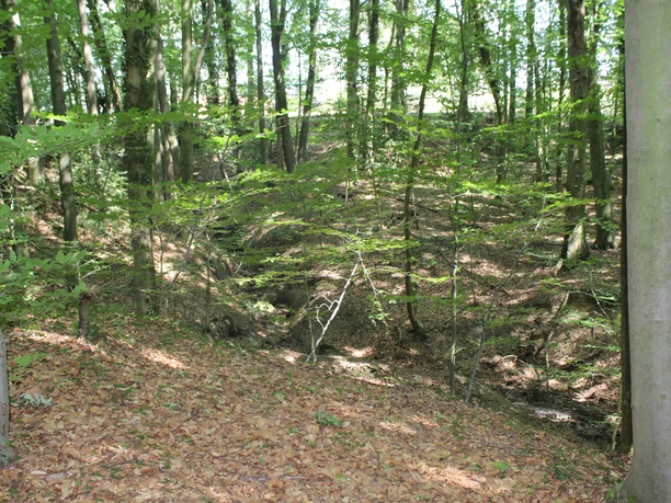 Binner Schulcht Lichtdurchfluteter Wald mit üppigem Laubboden in der Binner Schlucht, lädt zum Entdecken ein.