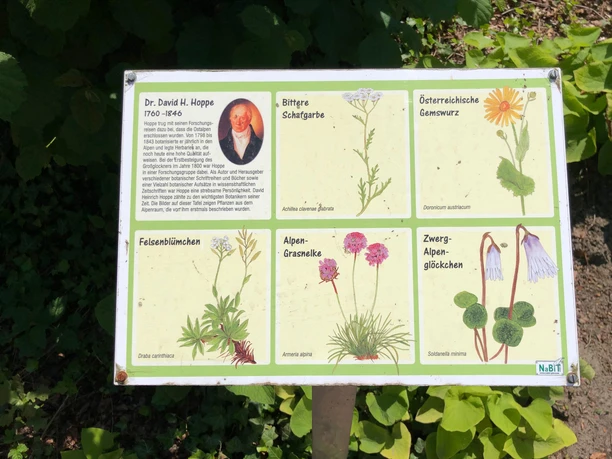 Infotafel über Dr. David H. Hoppe mit Illustrationen und Beschreibungen verschiedener Alpenpflanzen.