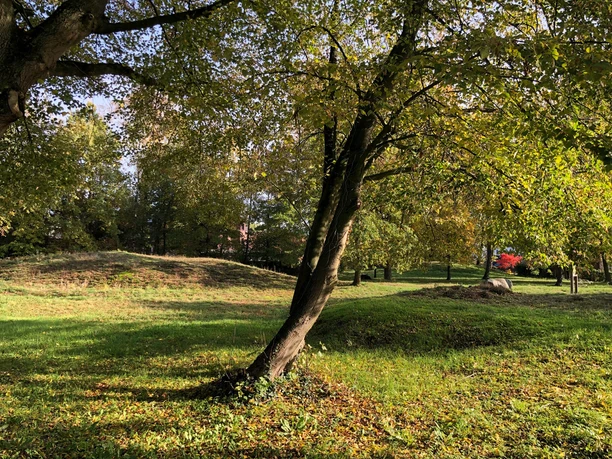 Grabhügelfeld in Nienburg Grabhügelfeld bei Nienburg zeigt sanfte Hügel unter teilweisem Baumbestand, von Sonnenlicht beleuchtet.