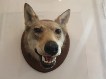 Wolfspräparat an einer Wand montiert mit aufgerissenem Maul, in Glasvitrine ausgestellt.