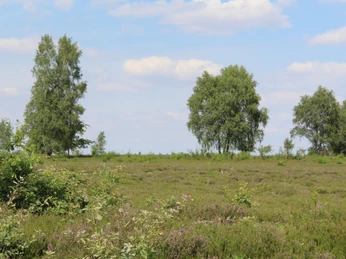 Mainscher Heide Landschaft Weite Heidefläche mit Heidekraut, teils im Vordergrund blühend, von verstreuten Bäumen gesäumt.