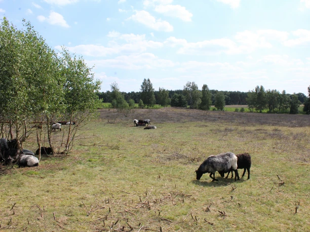 Mainscher Heide-Schafe Schafe grasen unter Bäumen auf der Mainschen Heide, begleitet von weiter Landschaft und klarem Himmel.