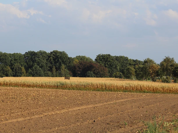 Maisfeld mit Wanderweg am Horizont, umgeben von Bäumen und blauem Himmel, lädt zum Erkunden ein.