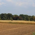 Maislabyrinth Uchte-Höfen Maisfeld mit Wanderweg am Horizont, umgeben von Bäumen und blauem Himmel, lädt zum Erkunden ein.