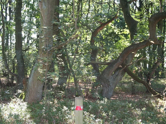 Naturschutzgebiet Eichenkratt Jahrhundertealte Eichen, umgeben von dichtem Unterholz, ragen majestätisch empor im Naturschutzgebiet.