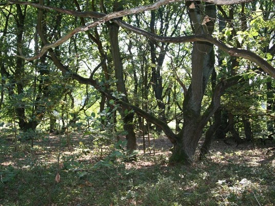 Alter Eichenwald mit dichtem Blattwerk und vereinzelten Strahlen der Sonne, die den Boden erhellen.