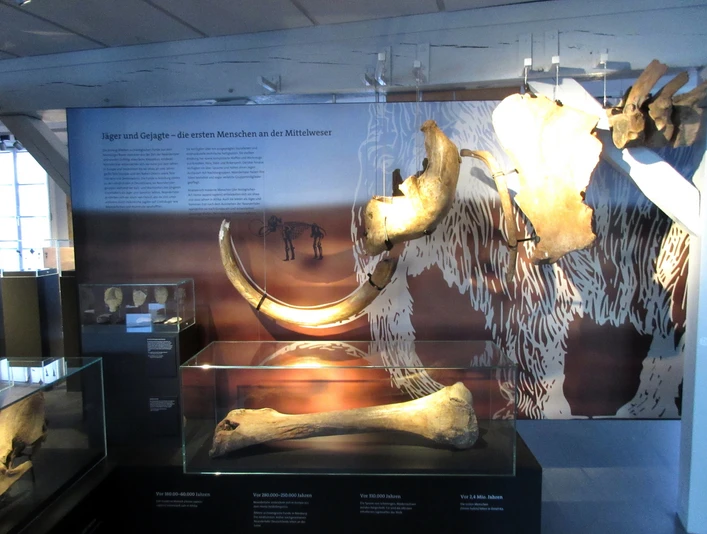 Mammut-Skelett im Nienburger Museum: eindrucksvolle Überreste eines urzeitlichen Riesentiers.Mammoth skeleton in the Nienburg Museum: impressive remains of a prehistoric giant animal.Mammutskelet i Nienburg Museum: imponerende rester af et forhistorisk kæmpedyr.Mammoet skelet in het Nienburg Museum: indrukwekkende overblijfselen van een prehistorisch reusachtig dier.