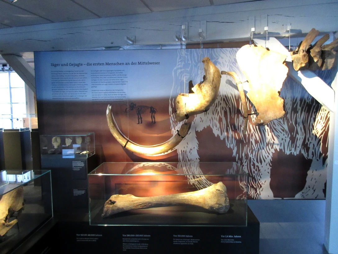 Skelett vom Mammut im Museum Nienburg Mammut-Skelett im Nienburger Museum: eindrucksvolle Überreste eines urzeitlichen Riesentiers.Mammoth skeleton in the Nienburg Museum: impressive remains of a prehistoric giant animal.Mammutskelet i Nienburg Museum: imponerende rester af et forhistorisk kæmpedyr.Mammoet skelet in het Nienburg Museum: indrukwekkende overblijfselen van een prehistorisch reusachtig dier.