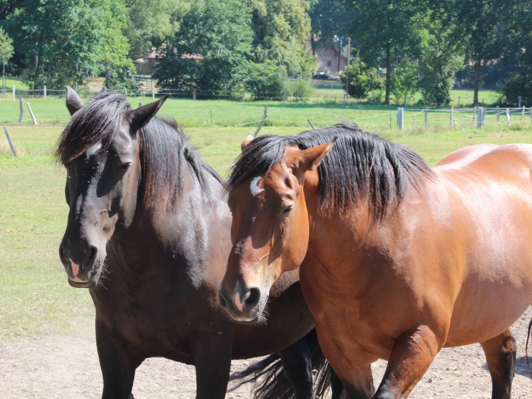 Zwei prächtige Pferde mit glänzendem Fell stehen auf einer Wiese, umgeben von grünen Bäumen.