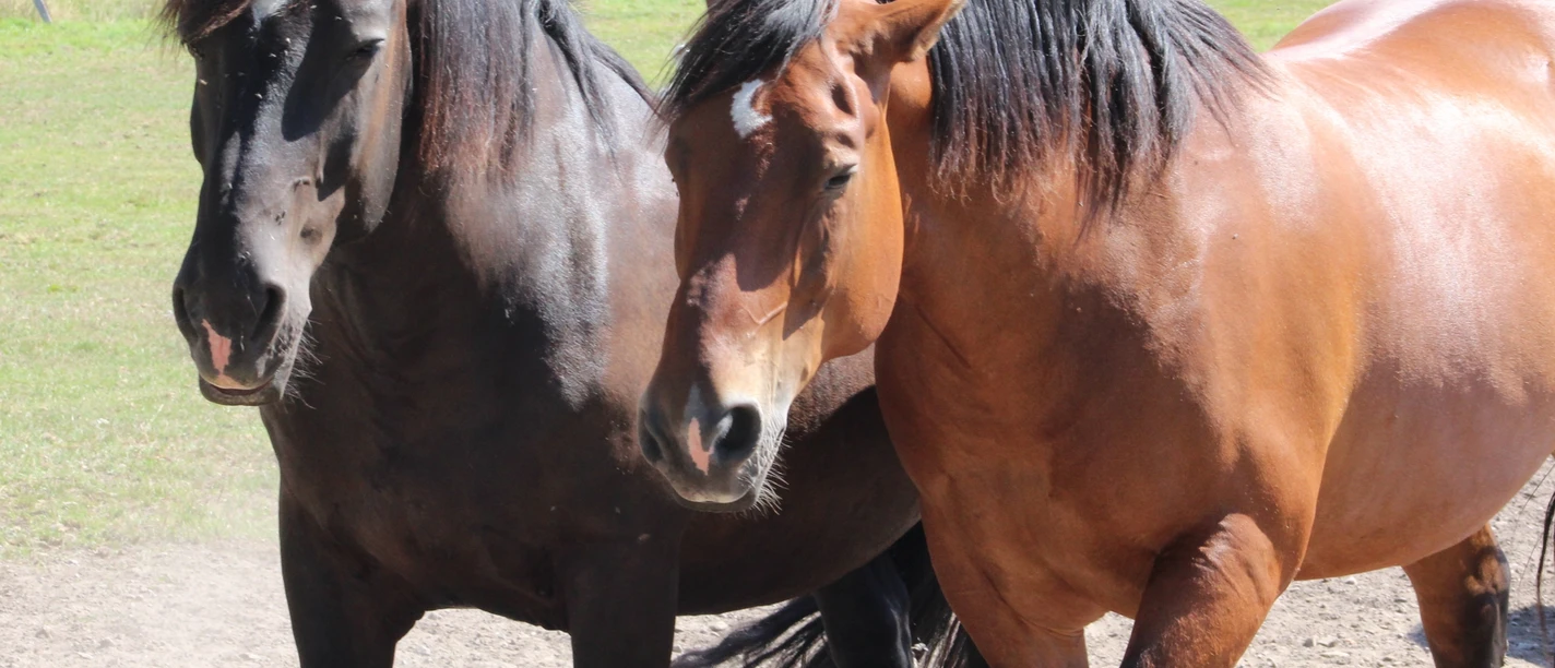 Pferde Zwei prächtige Pferde mit glänzendem Fell stehen auf einer Wiese, umgeben von grünen Bäumen.
