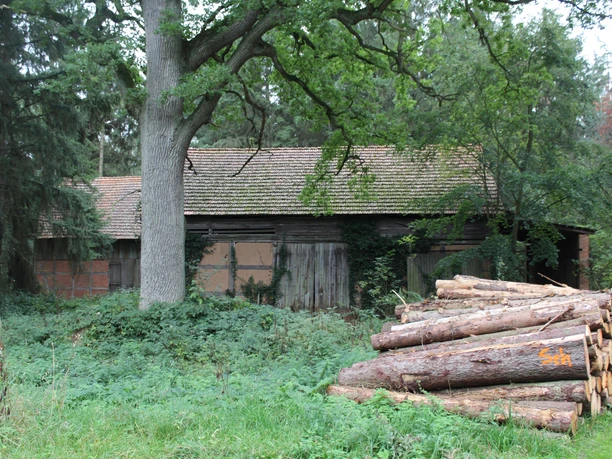 Alte Holzscheune umgeben von Efeu und Bäumen, mit gestapelten Baumstämmen im Vordergrund.