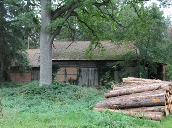 Scheunenviertel Wellie Alte Holzscheune umgeben von Efeu und Bäumen, mit gestapelten Baumstämmen im Vordergrund.