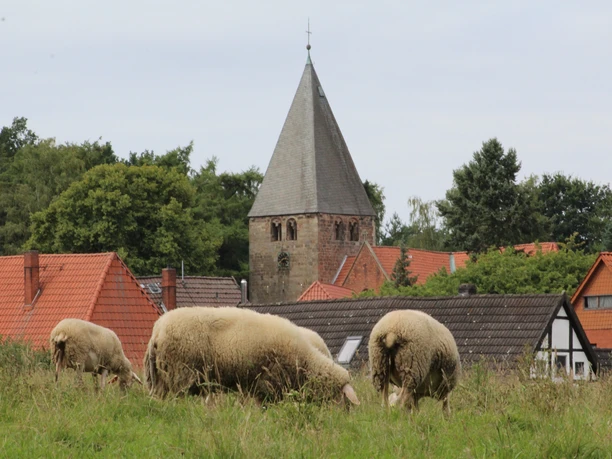 Clemenskirche Marklohe Drei Schafe grasen vor der historischen Clemenskirche Marklohe mit ihrem markanten Kirchendach.