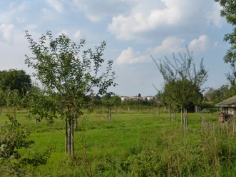 Grüne Wiese mit jungen Obstbäumen, im Hintergrund einige Gebäude unter blauem Himmel mit Wolken.