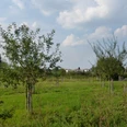 Grüne Wiese mit jungen Obstbäumen, im Hintergrund einige Gebäude unter blauem Himmel mit Wolken.