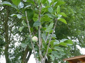 Ein junger Apfelbaum mit grünen Blättern trägt eine reife Frucht, eingerahmt von sattem Blattwerk.