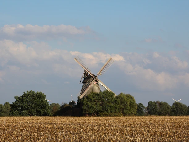 Traditionelle Wall-Holländer-Mühle erhebt sich majestätisch über ein goldgelbes Weizenfeld.