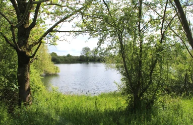 Grün umrahmter See im Sonnenschein, umgeben von üppiger Vegetation und friedlicher Atmosphäre.