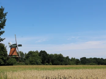 Eine historische Windmühle in grüner Landschaft, umgeben von Bäumen und einem Weizenfeld unter blauem Himmel.