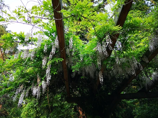 Botanischer Garten Minden Grüne Pflanzen und blühende weiße Blüten hängen von einer hölzernen Pergola herab im Botanischen Garten.