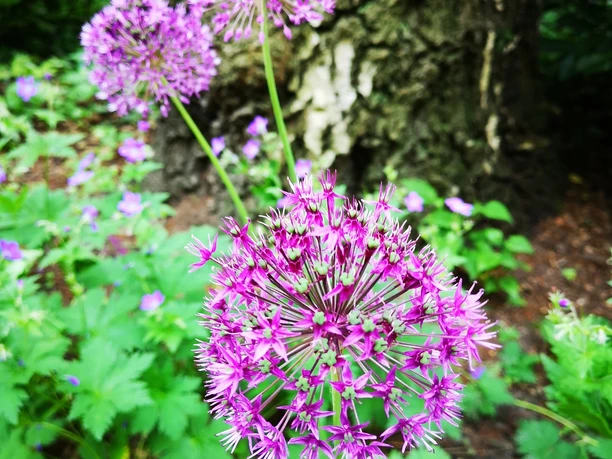 Botanischer Garten Minden Drei violette Allium-Blüten ragen vor einem Baumstamm empor, umgeben von grünem Laub.