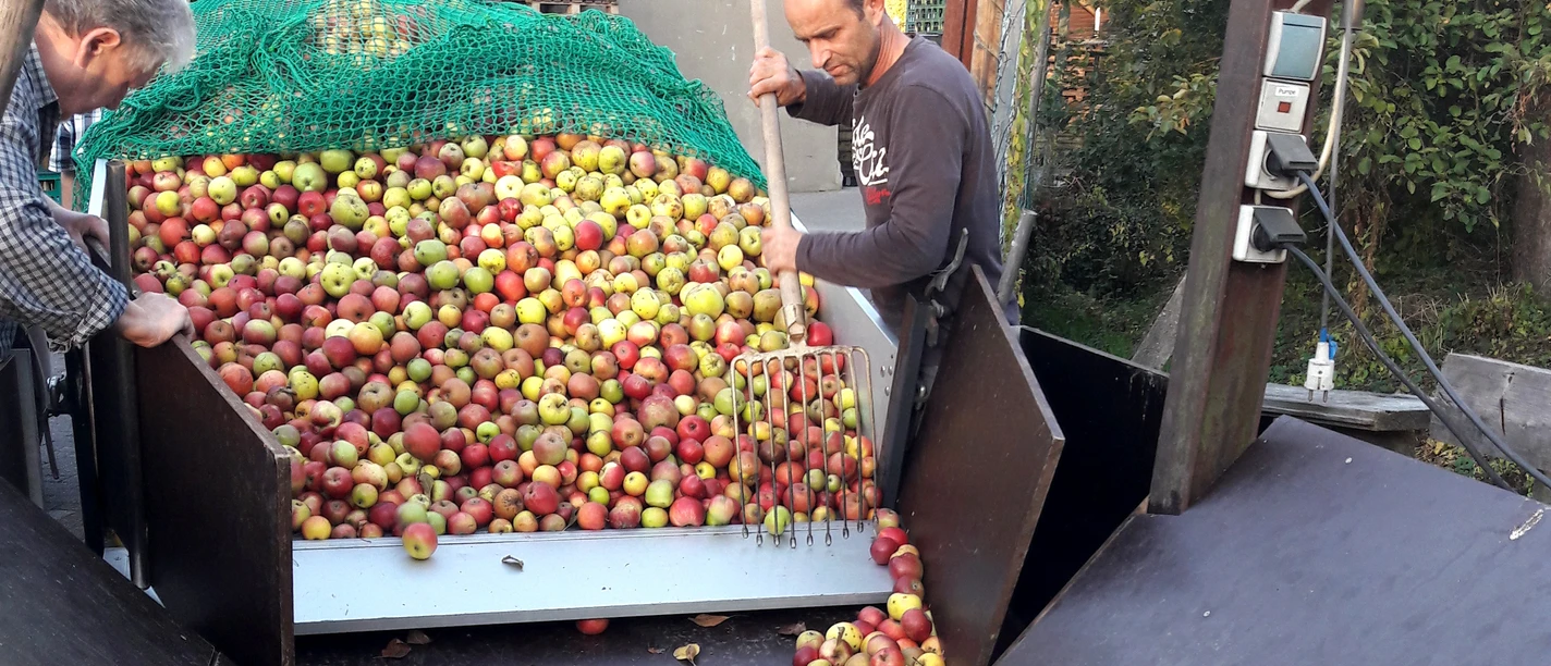 Apfelannahme bei Lammersiek + Co - Fruchtsaftkelterei