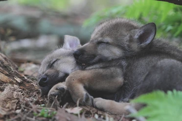 wolfcenter-doerverden-welpen