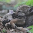 wolfcenter-doerverden-welpen