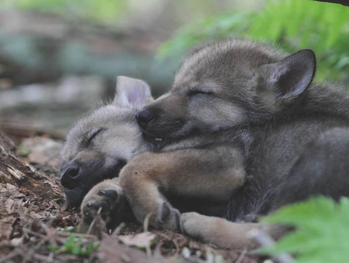 wolfcenter-doerverden-welpen