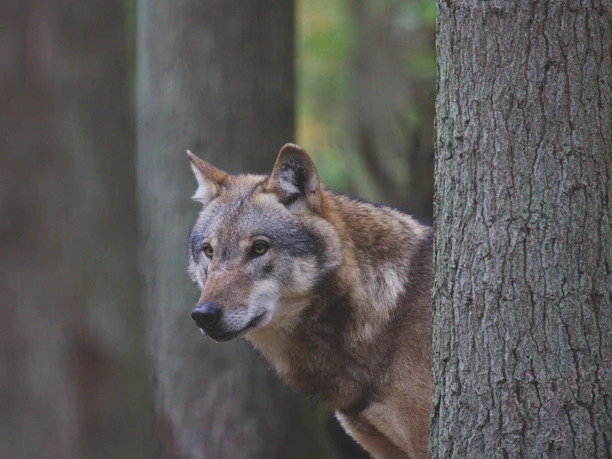 doerverden-wolfcenter-wolf-im-wald