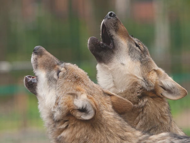 wolf-heulen-doerverden