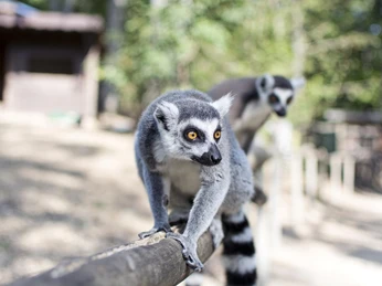 Affenwald Erlebnispark Straußberg Affenwald Erlebnispark Straußberg