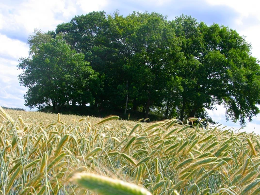 Grabhügel Sieversberg Grabhügel Sieversberg