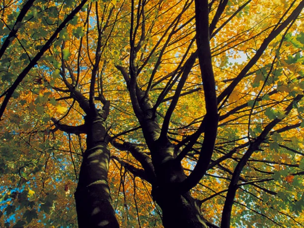Waldgebiet Höhne mit FriedWald und Plietenberg Waldgebiet Höhne mit FriedWald und Plietenberg