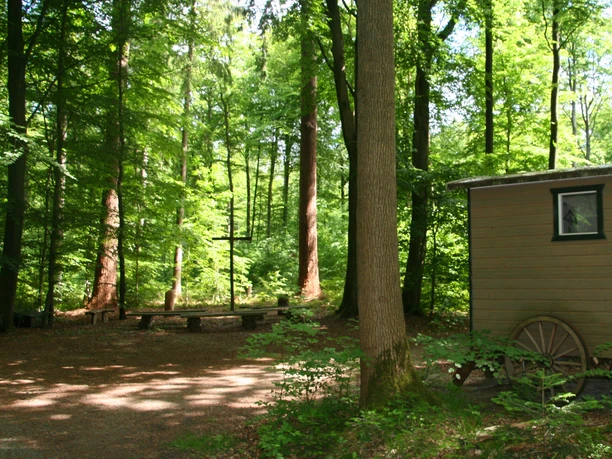 Andachtsplatz des FriedWaldes im Waldgebiet Höhne Andachtsplatz des FriedWaldes im Waldgebiet Höhne