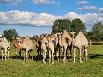 Eine Kamelherde auf der frischen Wiese der Kamelfarm Marquard Eine Kamelherde auf der frischen Wiese der Kamelfarm Marquard