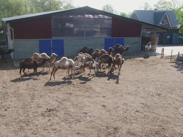 Stallungen der Kamelfarm Marquard Stallungen der Kamelfarm Marquard