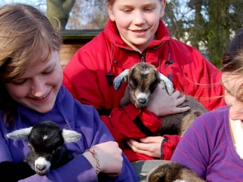 Sogar Ziegen gibt es auf dem Mühlenhof in Vorwerk Sogar Ziegen gibt es auf dem Mühlenhof in VorwerkThere are even goats at the mill farm in VorwerkDer er endda geder på møllegården i VorwerkEr zijn zelfs geiten op de molenboerderij in Vorwerk