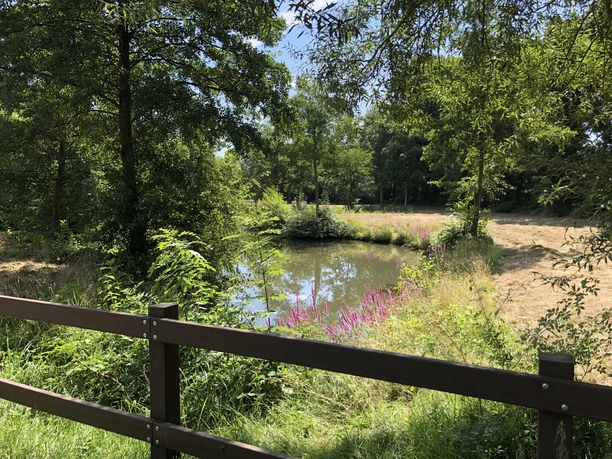 aue-zwischen-blumen-wiese