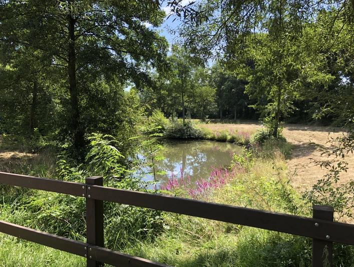aue-zwischen-blumen-wiese