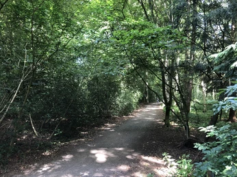 waldweg
