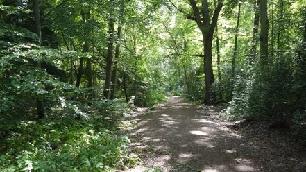 weg-durch-den-wald